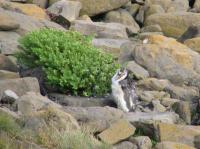 Albums/20060200-New Zealand 2006/20060313-Catlins/36